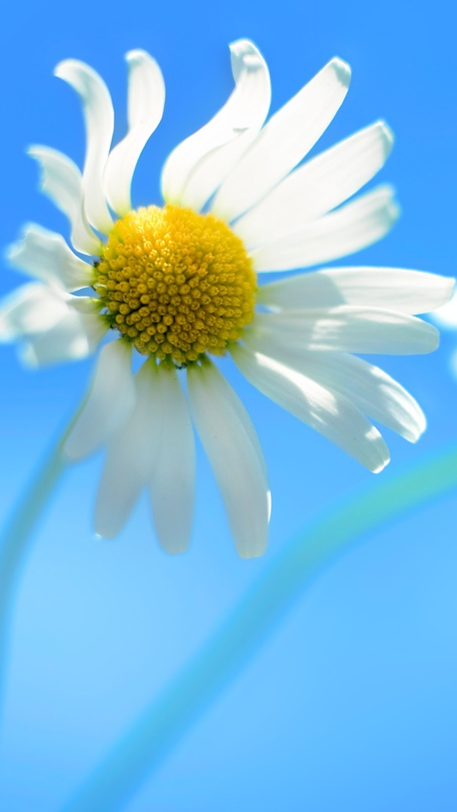Windows Official Wallpaper iPhone 5s