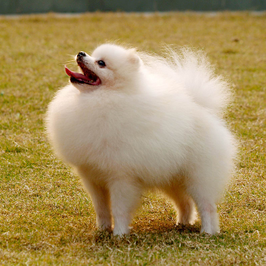 Cute Animal Pictures Dog Pomeranian Wallpaper Funny Doblelol