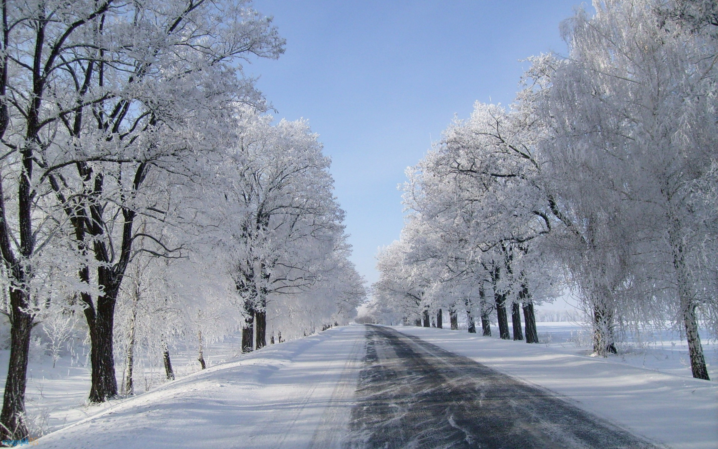A picturesque winter road scene with snow-covered trees lining both sides, leading towards a clear blue sky