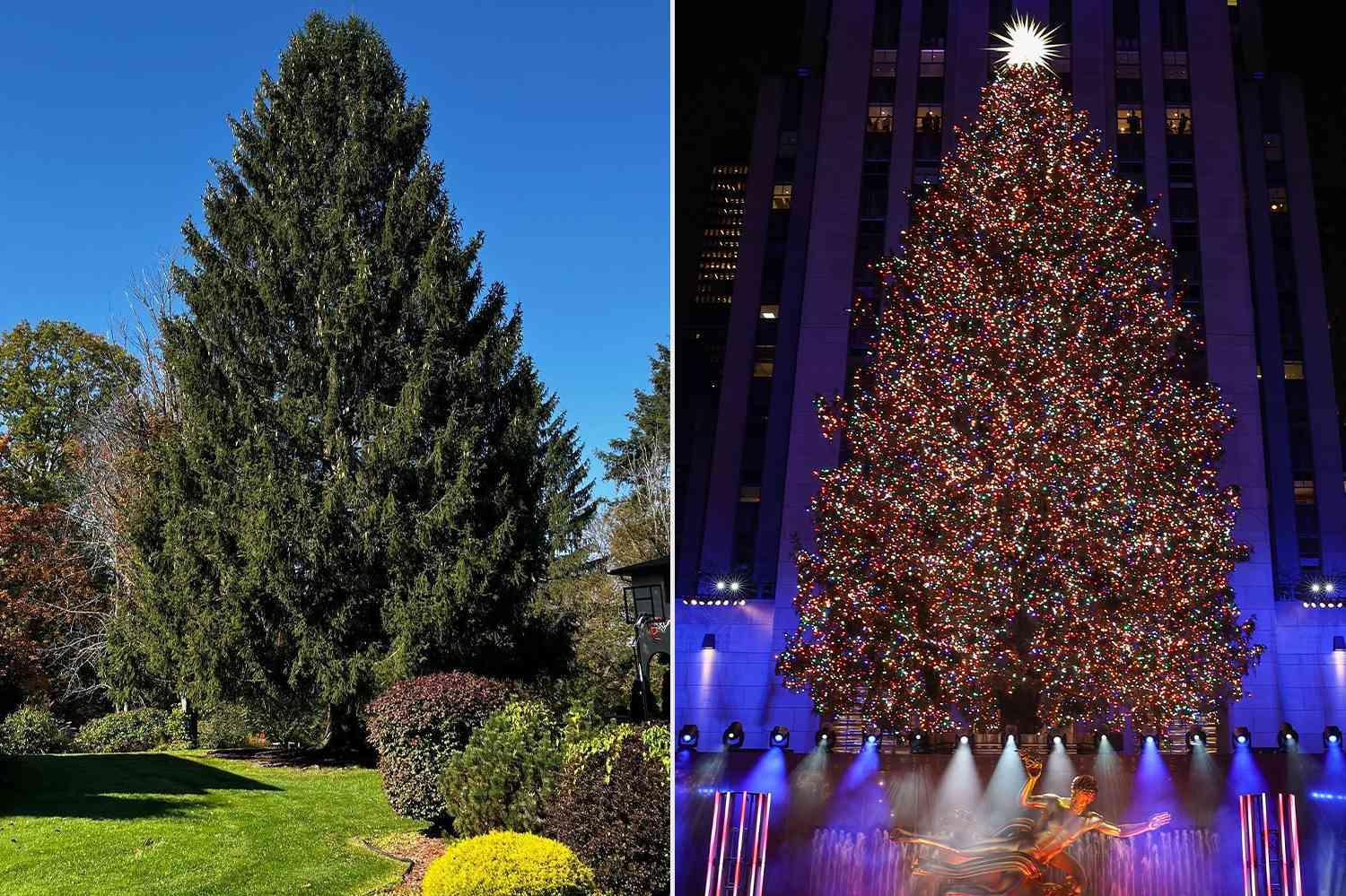 The Rockefeller Christmas Tree Has Officially Been Selected