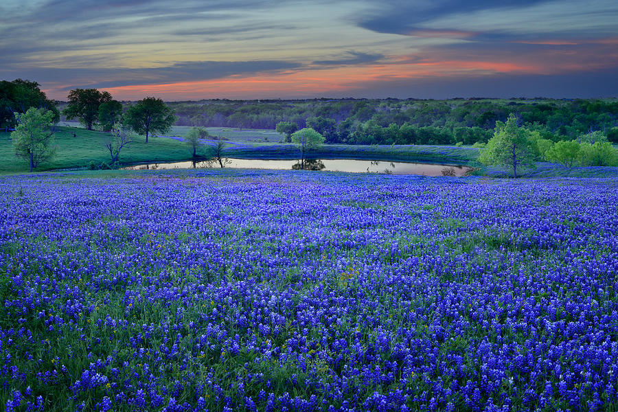 Springtime Sunset In Texas Texas Bluebonnet Wildflowers Landscape
