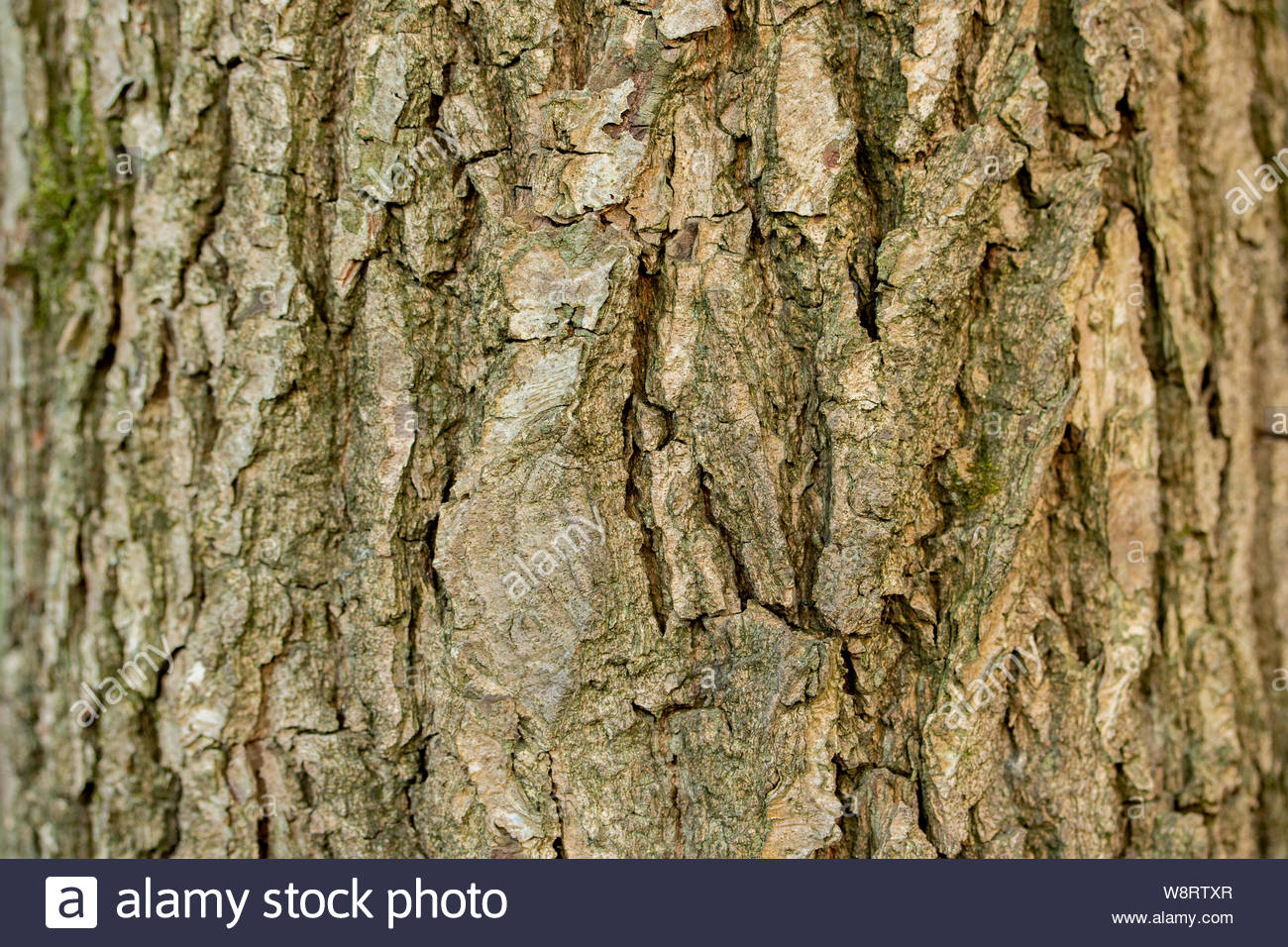 Aspen Tree Bark Ash Texture Background Close Up Brown Old