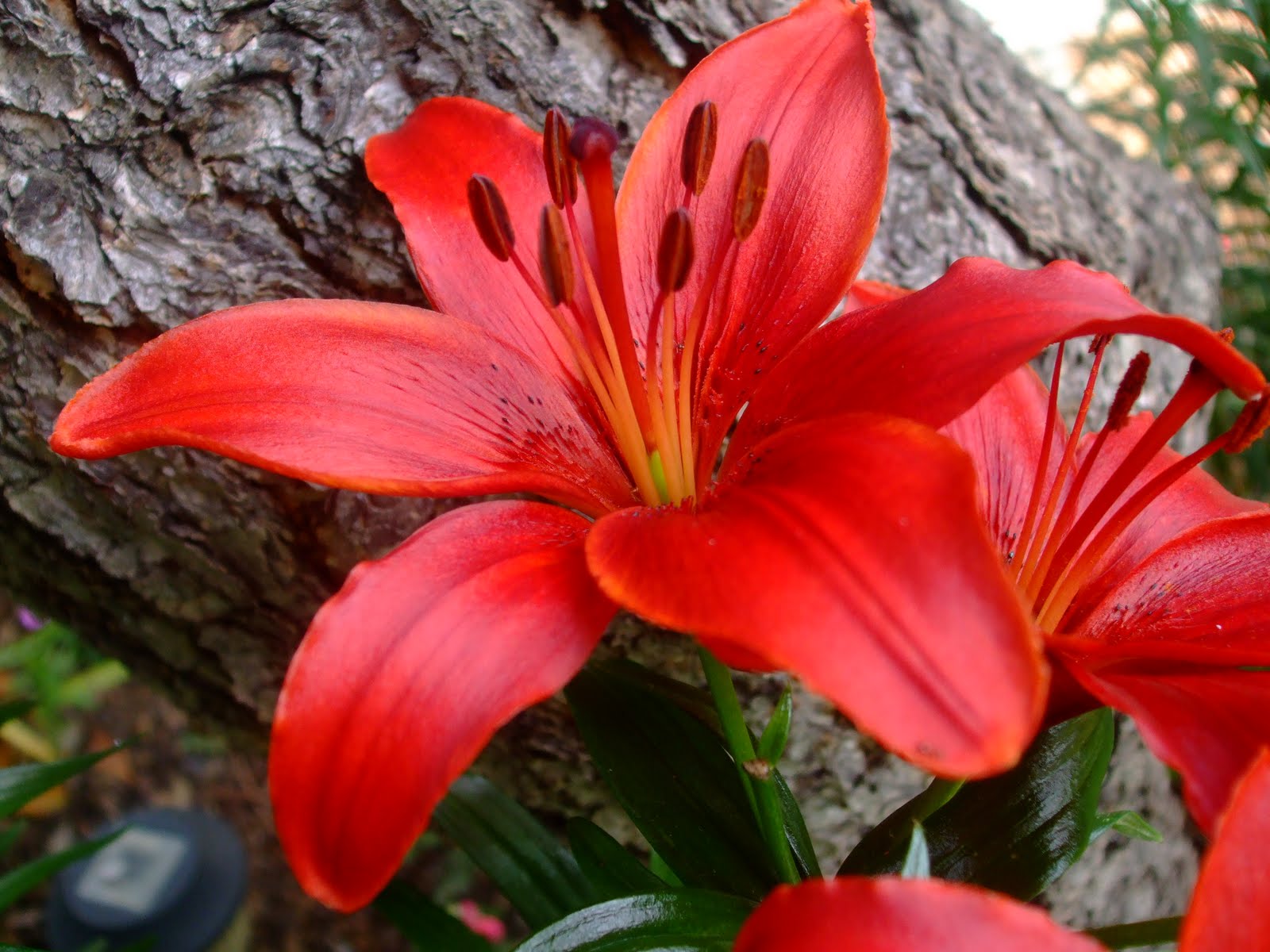 Red Lilies Flowers Wallpaper