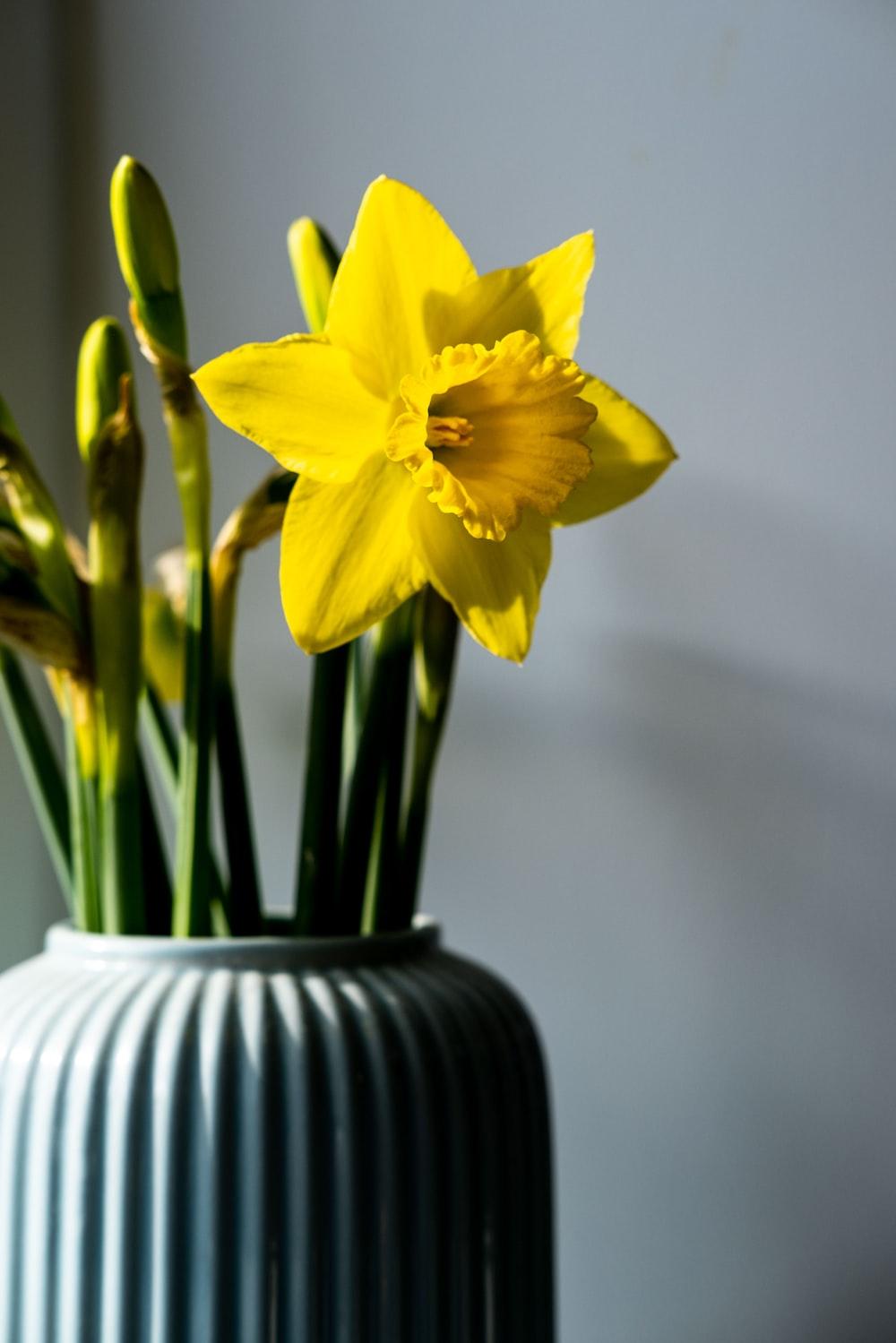 Daffodil Pictures Download Free Images on