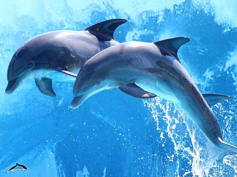 Best Wallpaper Dolphins