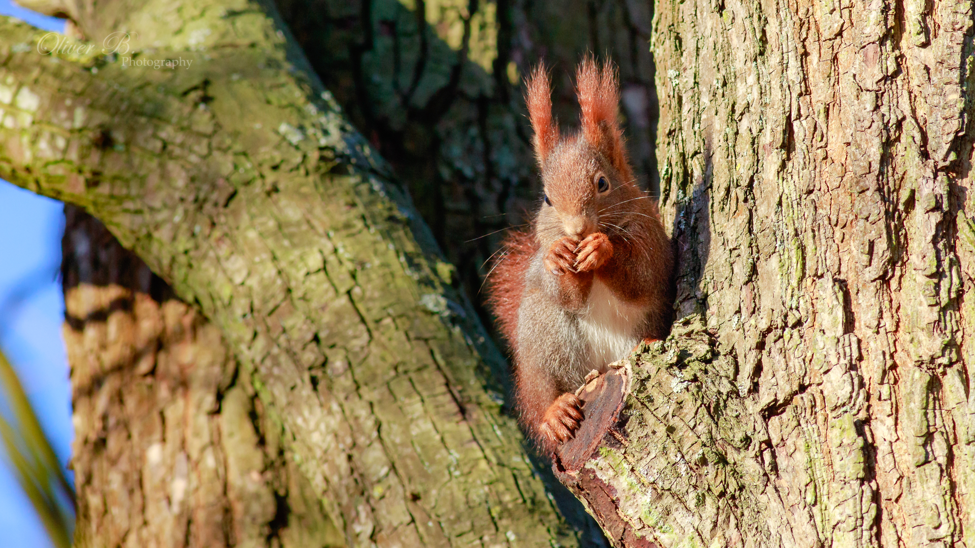 Red Squirrel Wallpaper 4k Available By Oliverbphotography On