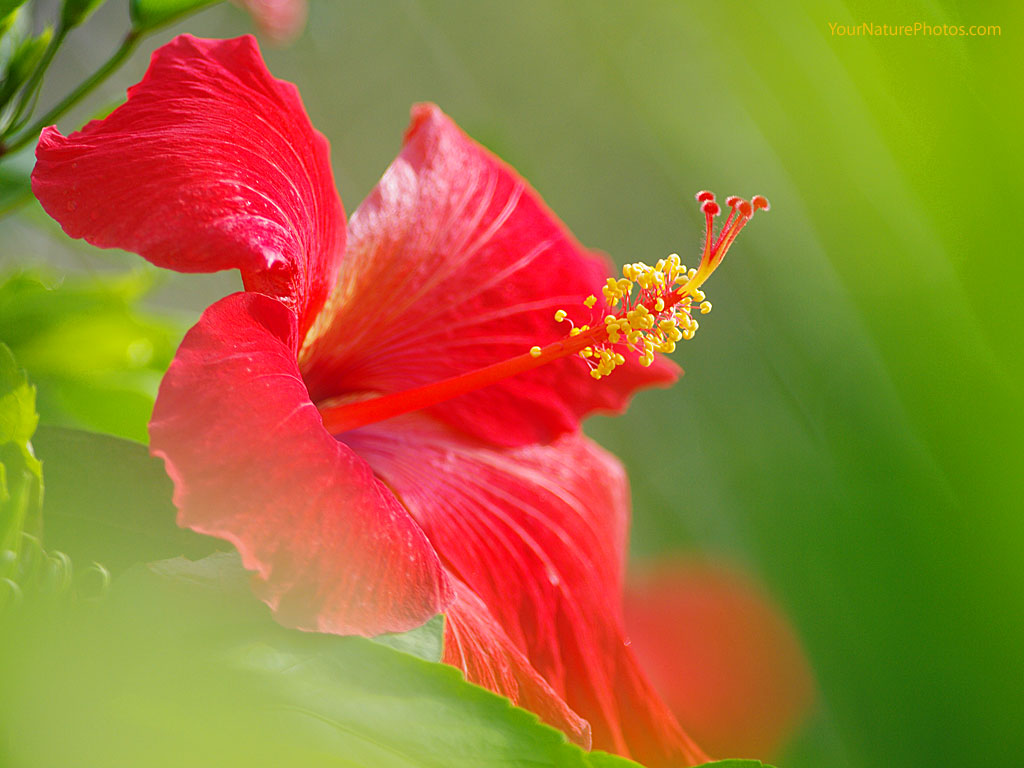 Best Hibiscus Background Flower