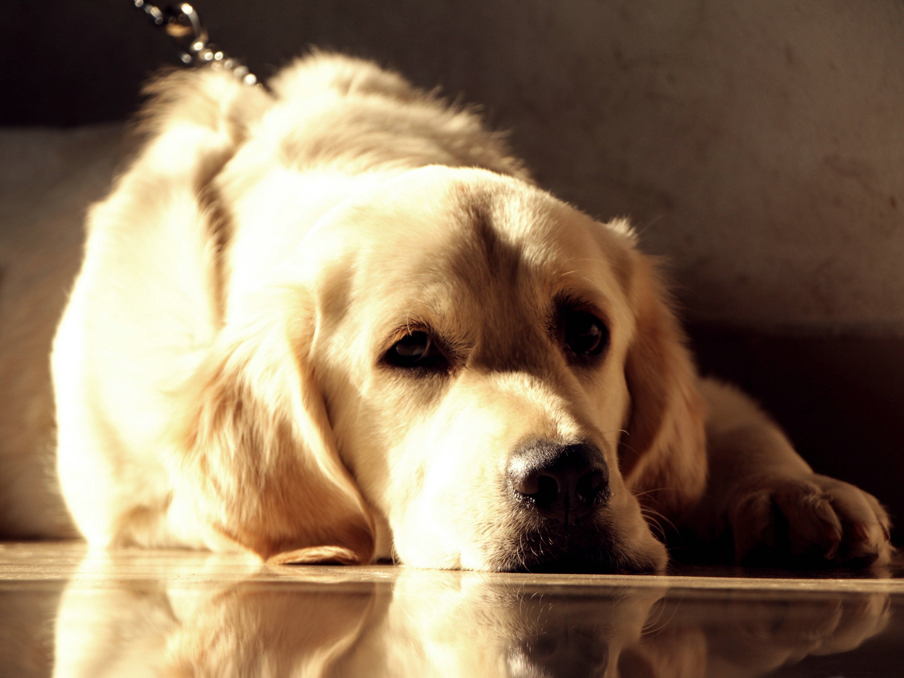 1000 Free Golden Retriever  Dog Images  Pixabay