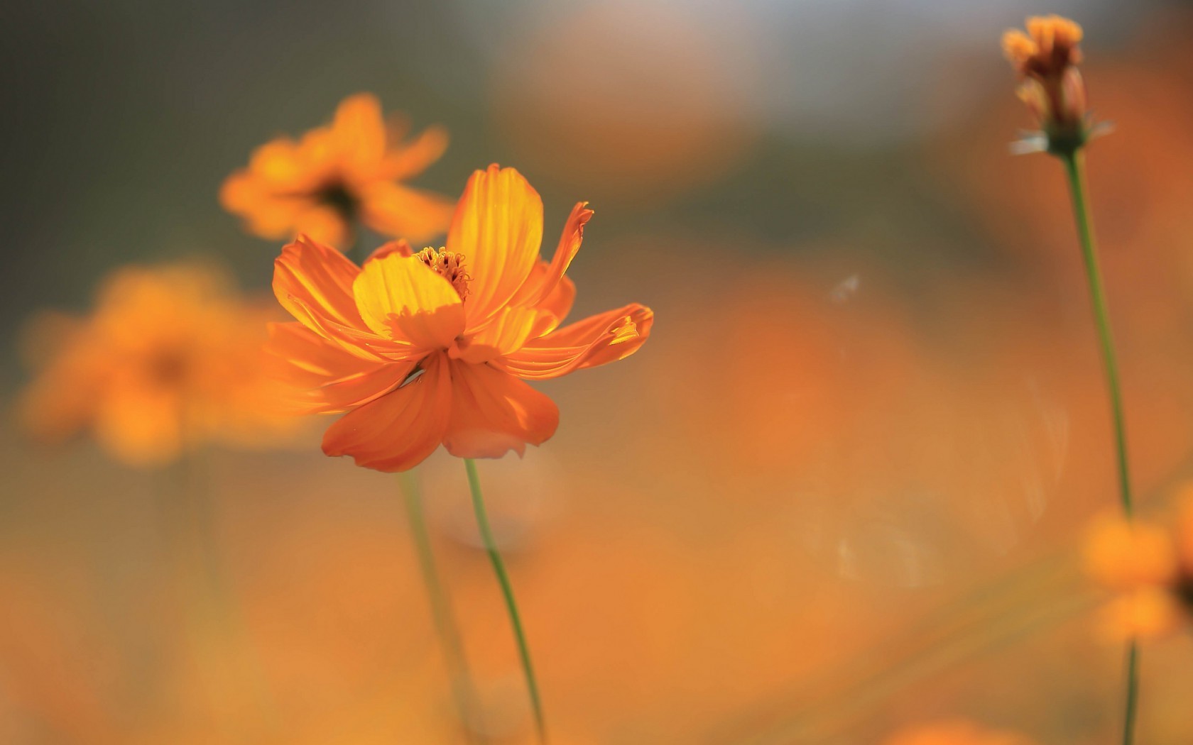 Orange Flower Desktop Background Wallpaper Teahub Io