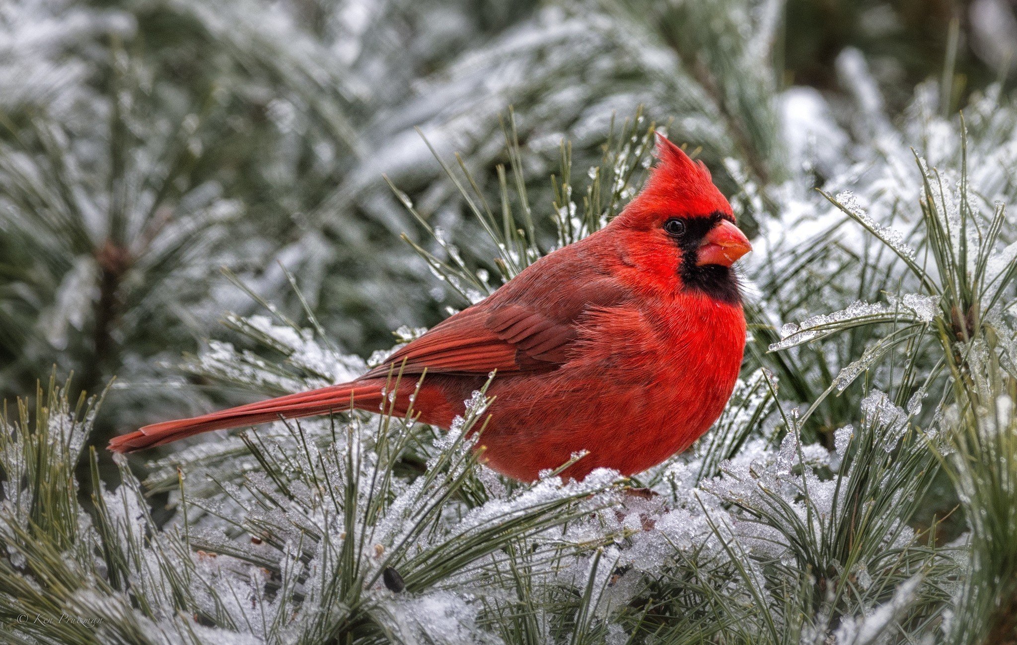 🔥 [74+] Cardinals in Winter Desktop Wallpapers | WallpaperSafari