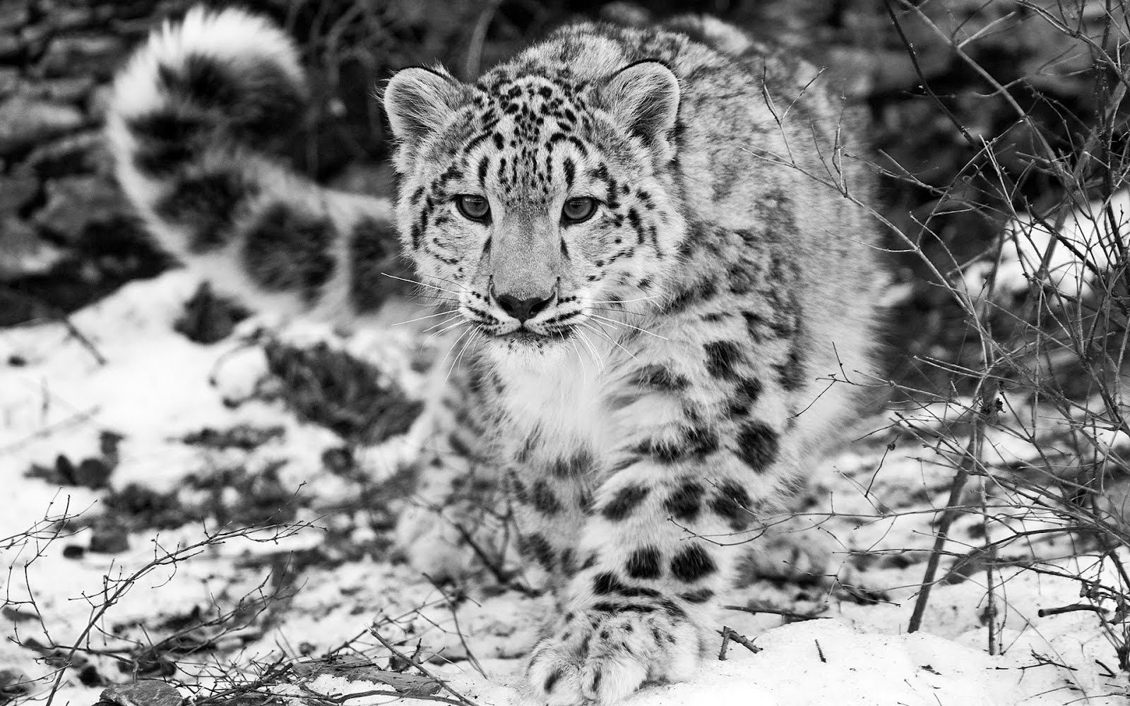 Wallpaper Animal Snow Tiger