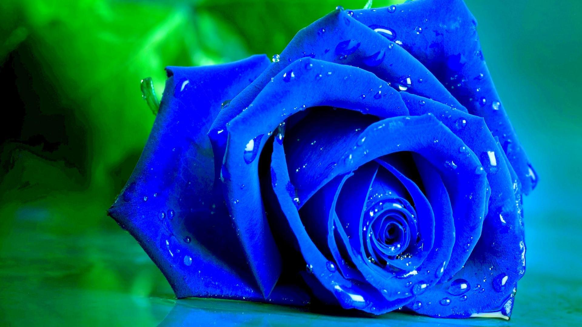 Wet Blue Rose On A Green Background Wallpaper And Image
