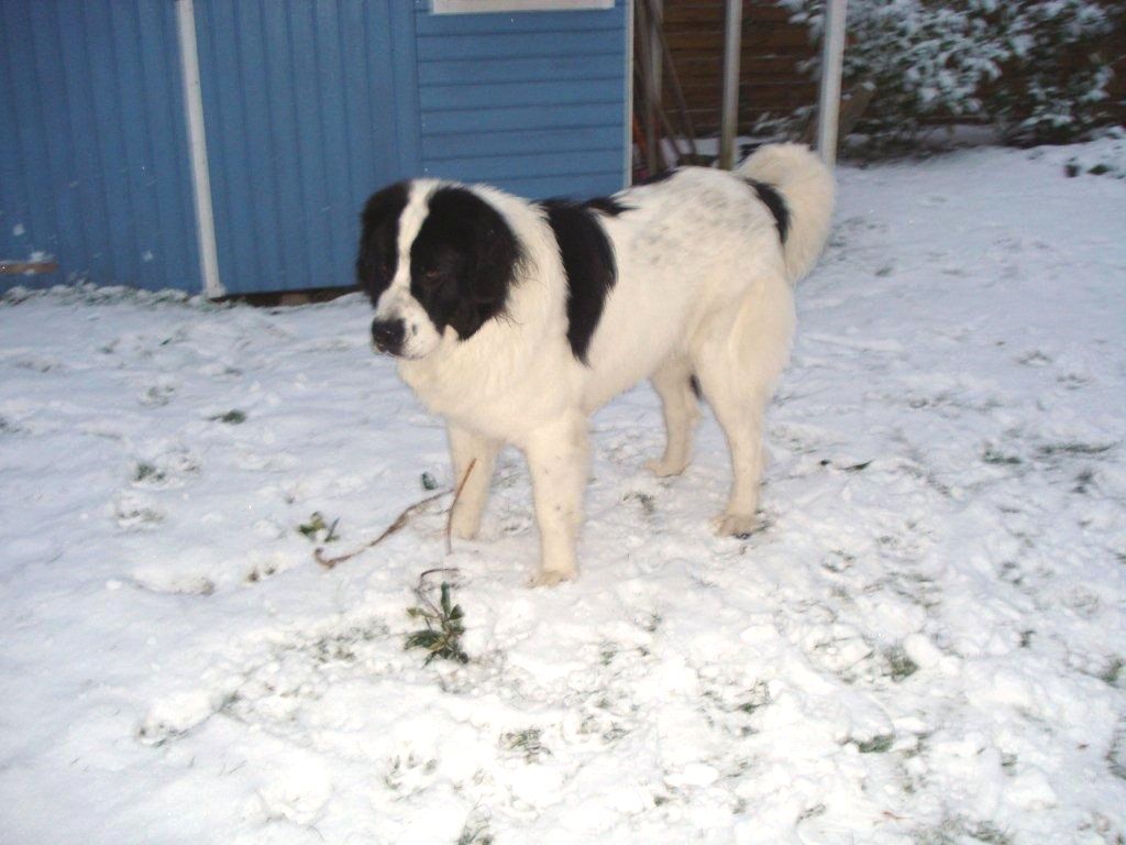 Landseer Dog In The Snow Photo And Wallpaper Beautiful