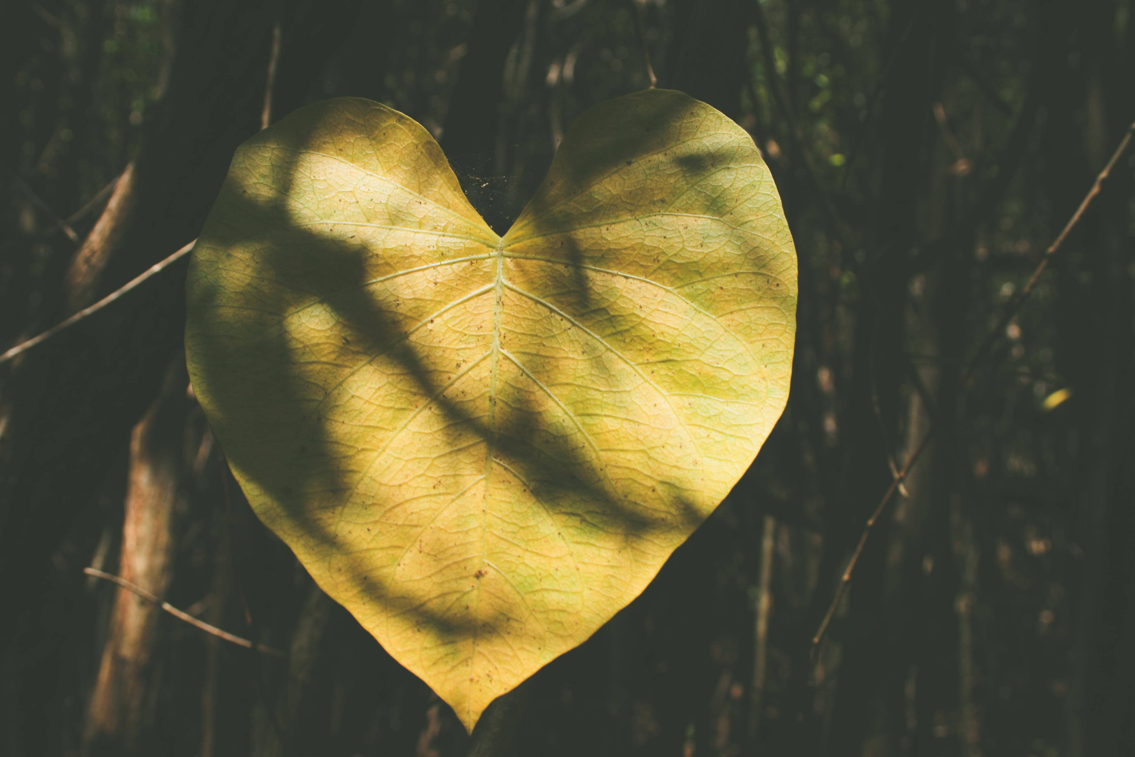 Nature Love Heart Wallpaper