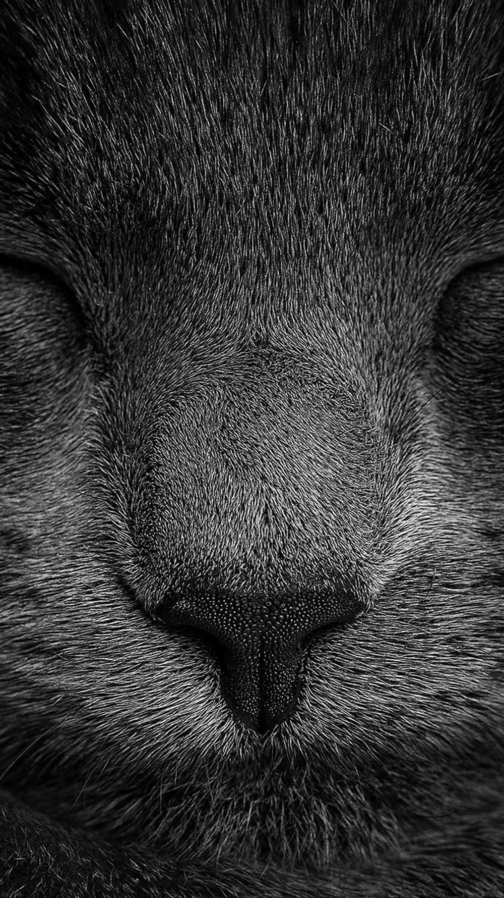 Cat iPhone Wallpaper