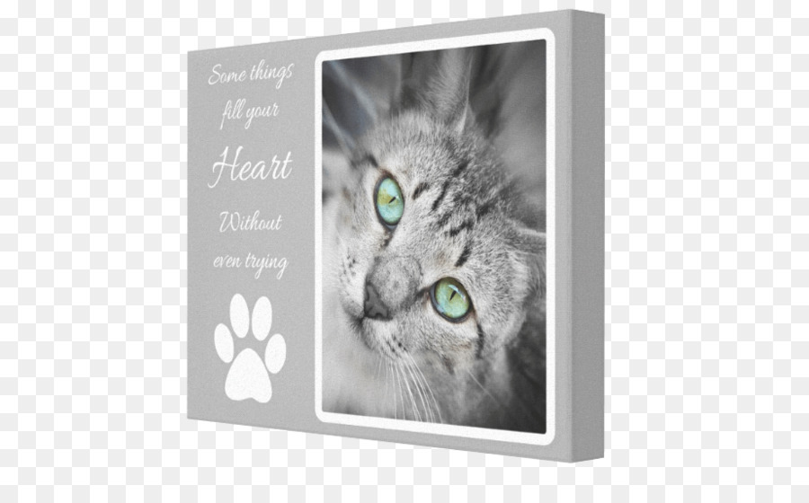 Background Color Frame Png Transparent