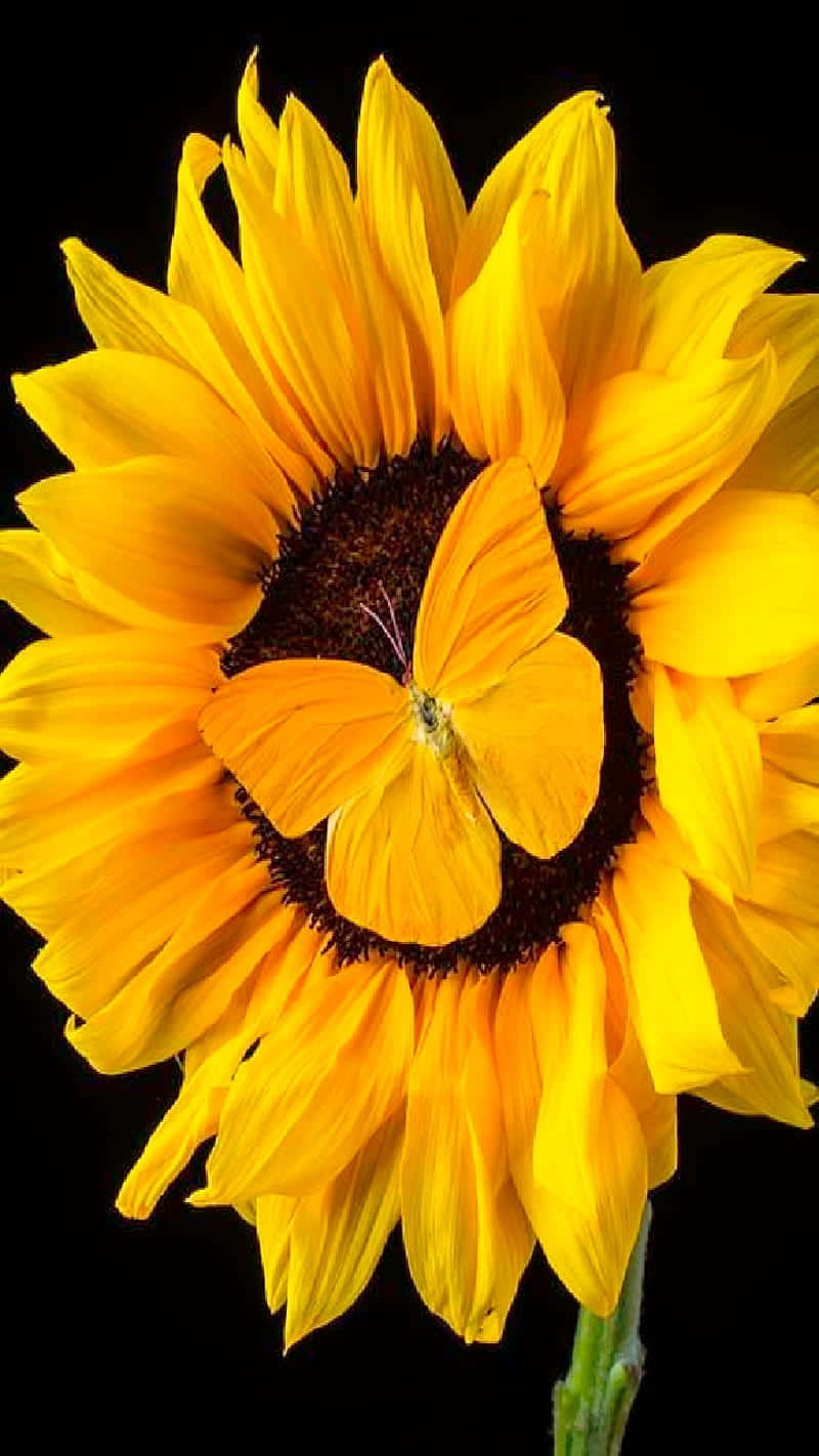 Sunflower And Butterfly Wallpaper