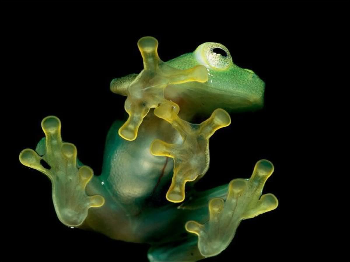 Frog Wallpaper Frog Desktop Background