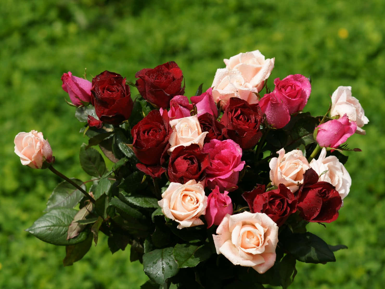 Rose Bouquet In Garden Picture Wallpaper