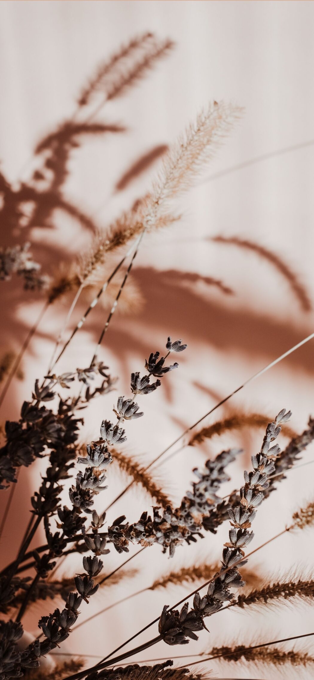 Beige Aesthetic Wallpaper
