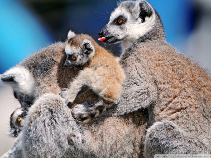 Lemur Wallpaper HD