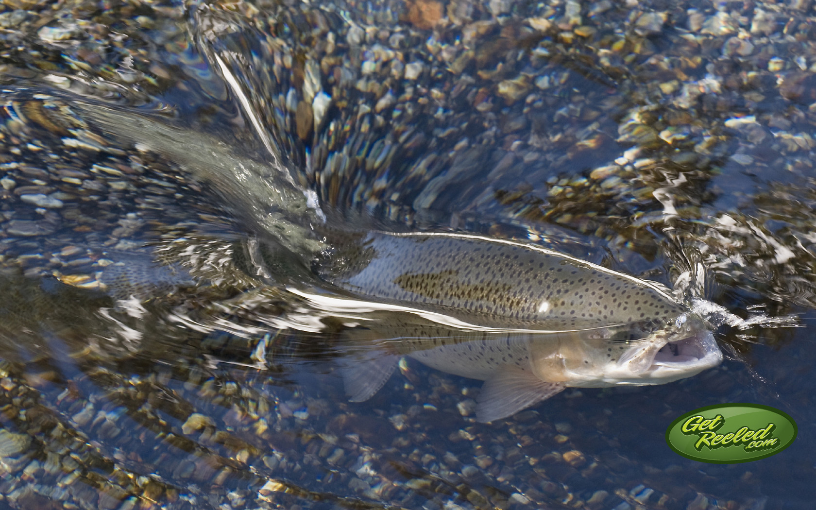 Fly Fishing Wallpaper For Pc And Mac Troutnut