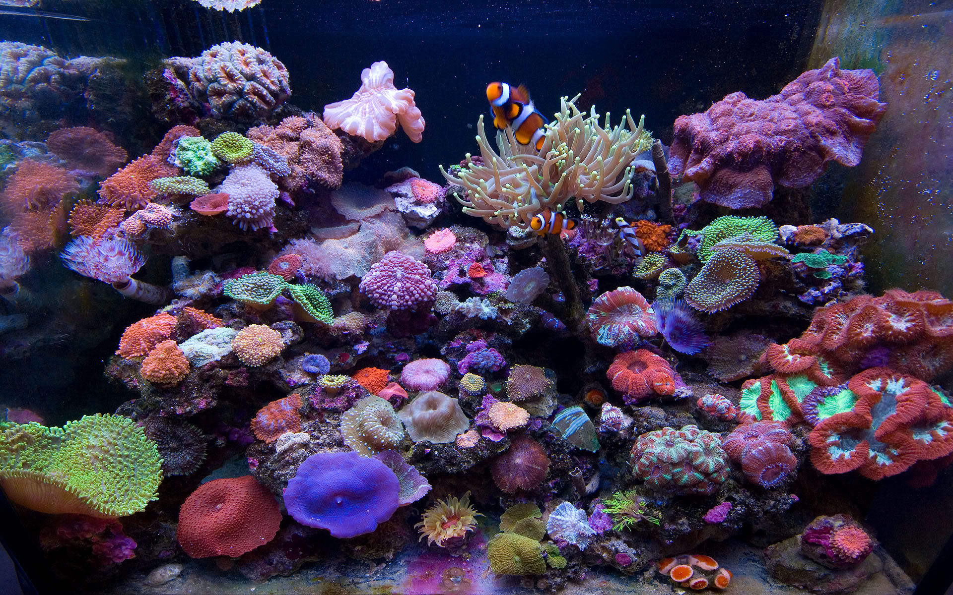 My 30g Nano Reef Tank Lots Pics Central Online