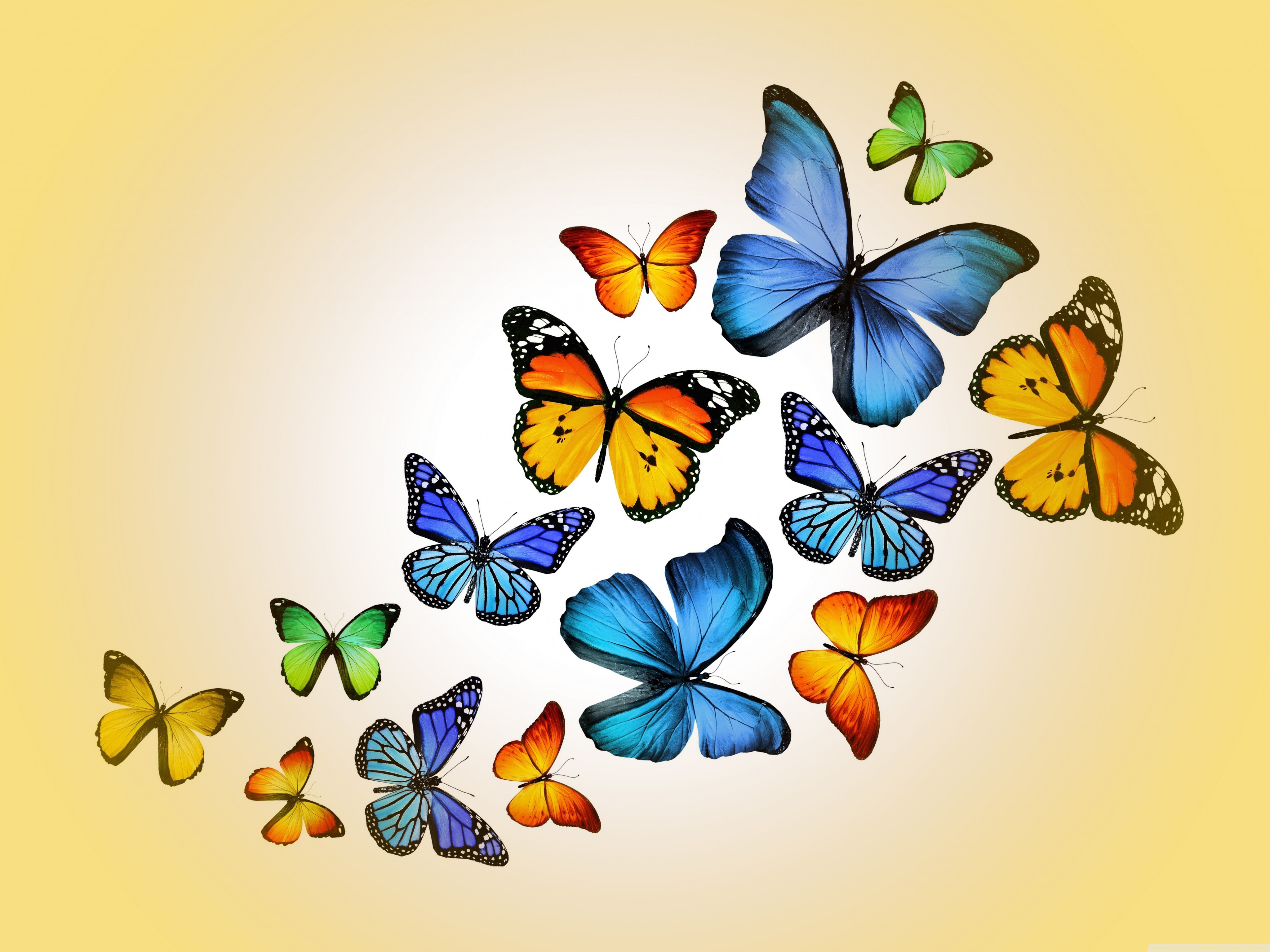 Butterflies 4k HD Desktop Wallpaper For Ultra Tv Wide