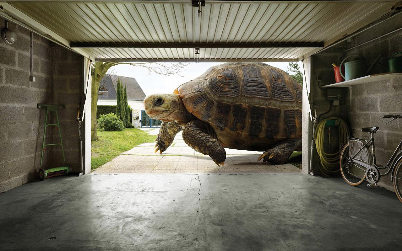 Huge Tortoise Wallpaper HD