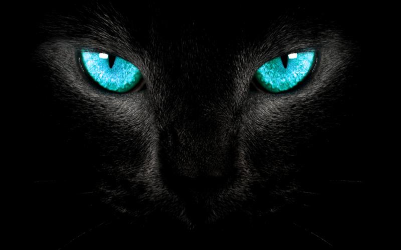 panther eyes wallpaper