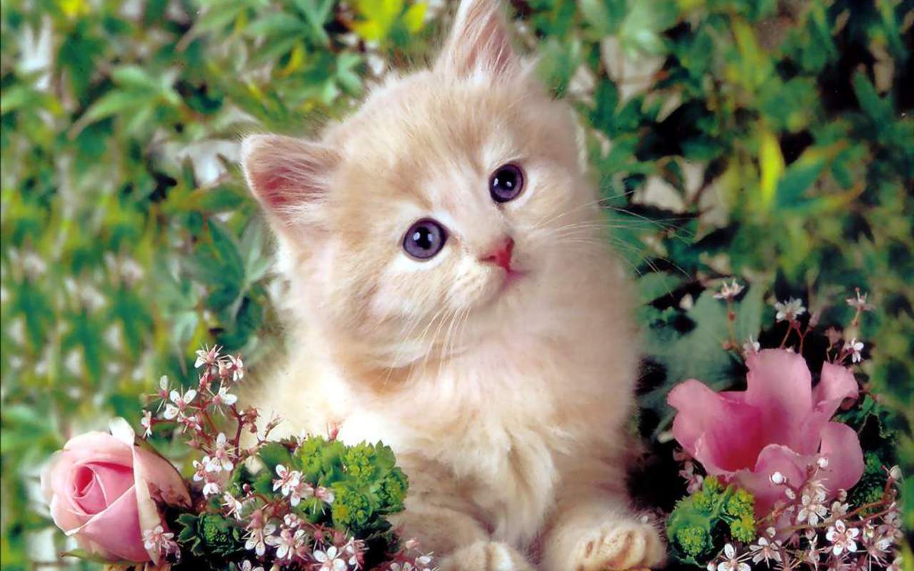 An adorable light orange kitten sits peacefully among a bouquet of pink roses and small white flowers, creating a heartwarming and cute scene