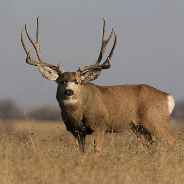 Mule Deer Yes Please North America Wildlife