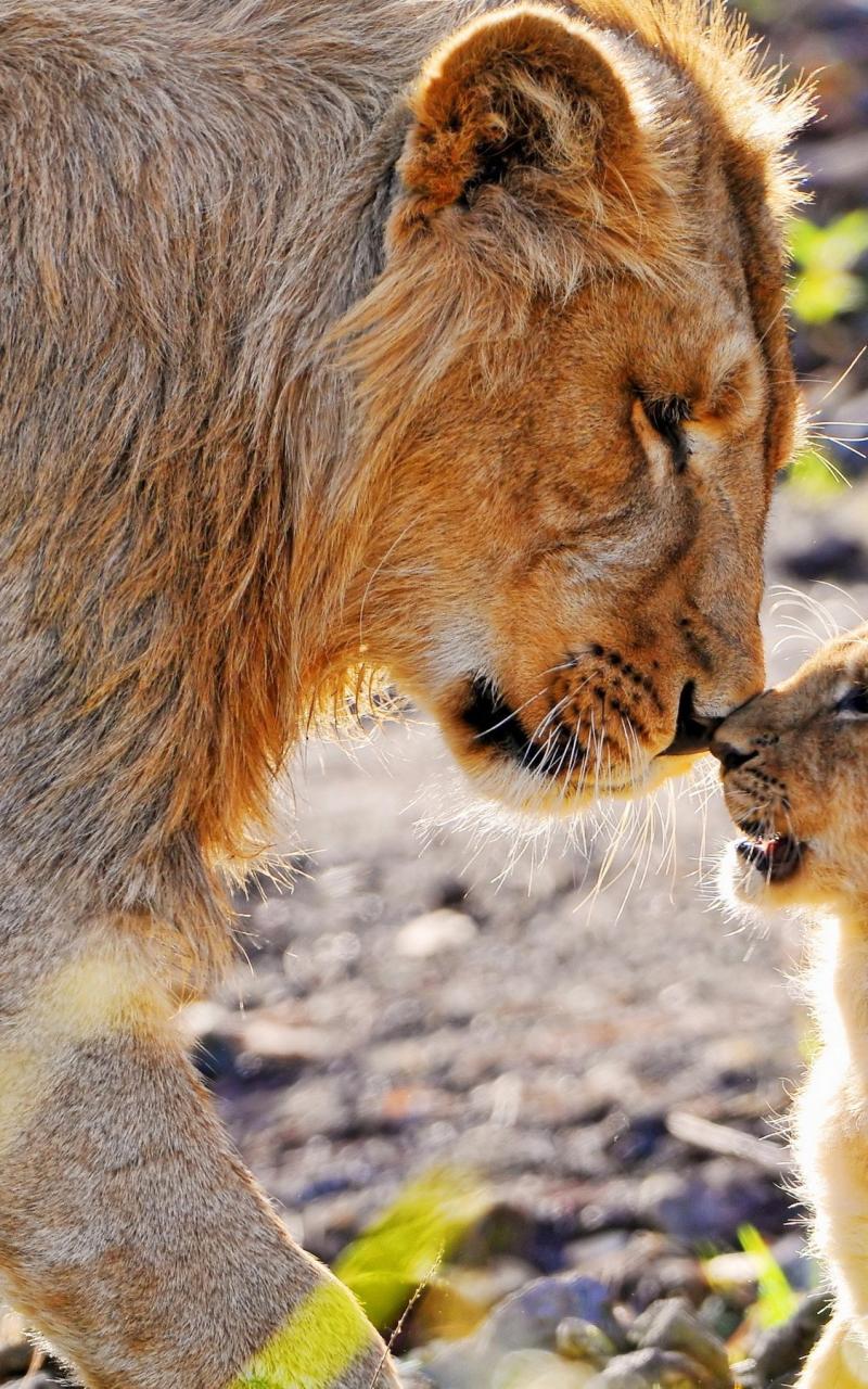 Animals Cubs Lions Baby Wallpaper