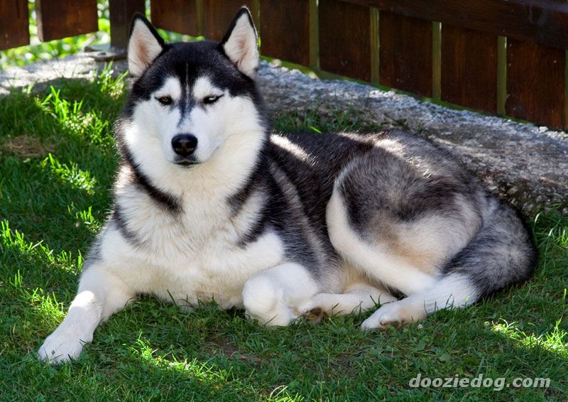 Siberian Husky Dogs Puppies Background Image