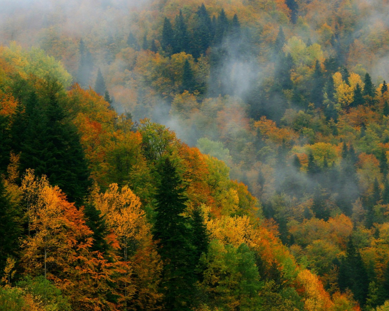 Autumn Forest Azerbaijan Asia