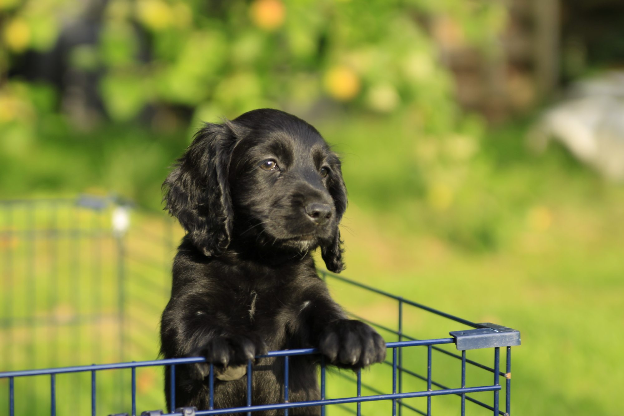 HD Cocker Spaniel Dog Wallpaper HDwallsource