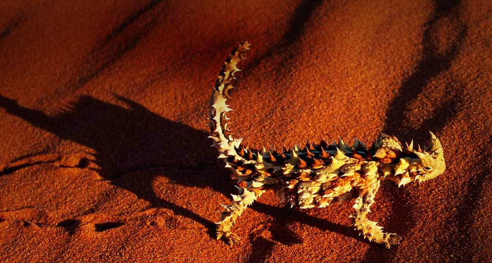Bing Images   Thorny Devil   A Thorny Devil lizard walking on a red