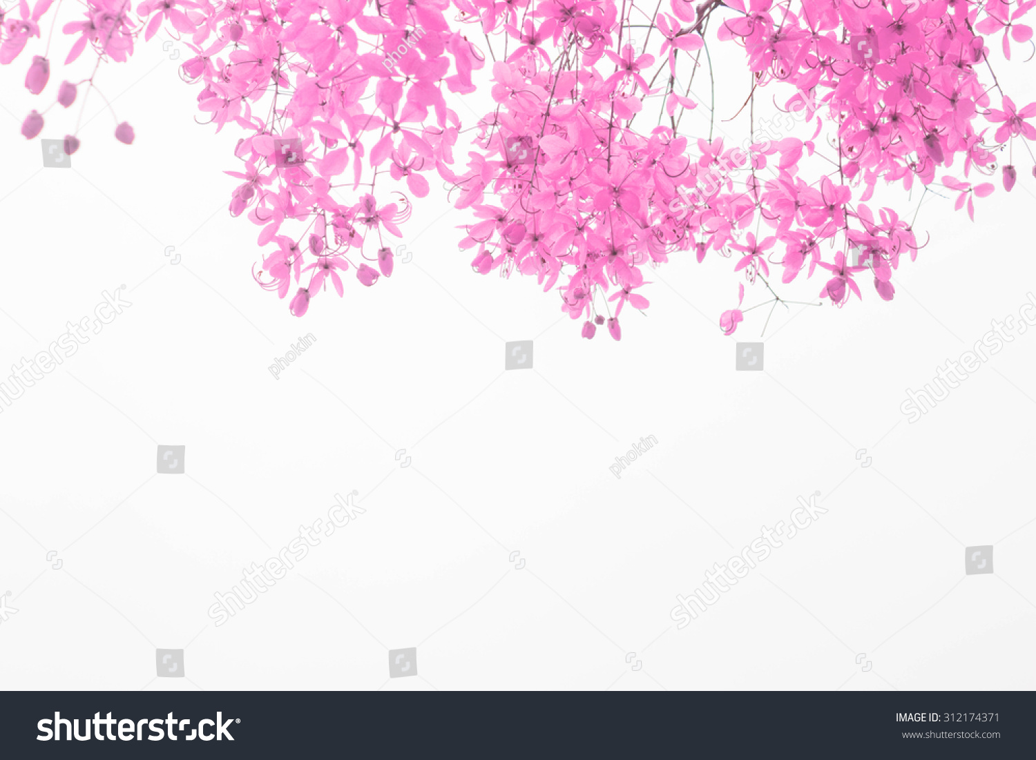 Pink Flower On White Background Spring Stock Photo