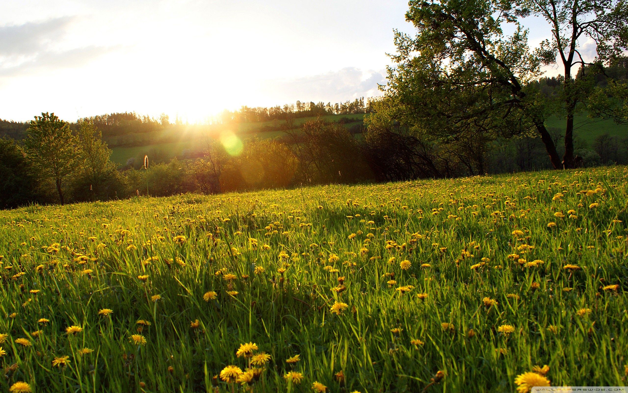 Meadow Background Image Awb