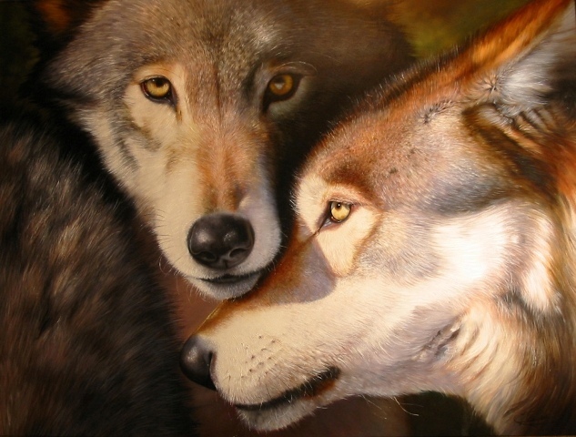 Wolves Wolf Couple