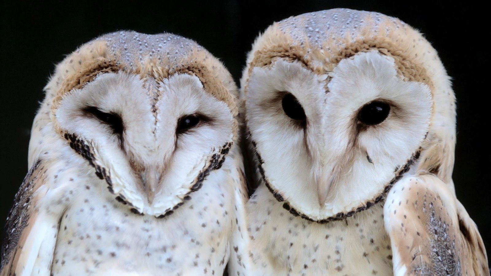 Wallpaper Of Two White Owls HD Animals