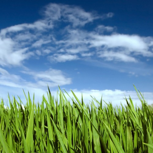 Green Grass Landscape iPad Wallpaper