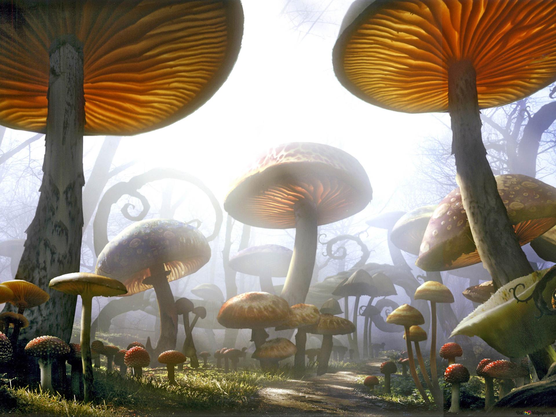 Wonderland 4k Wallpaper