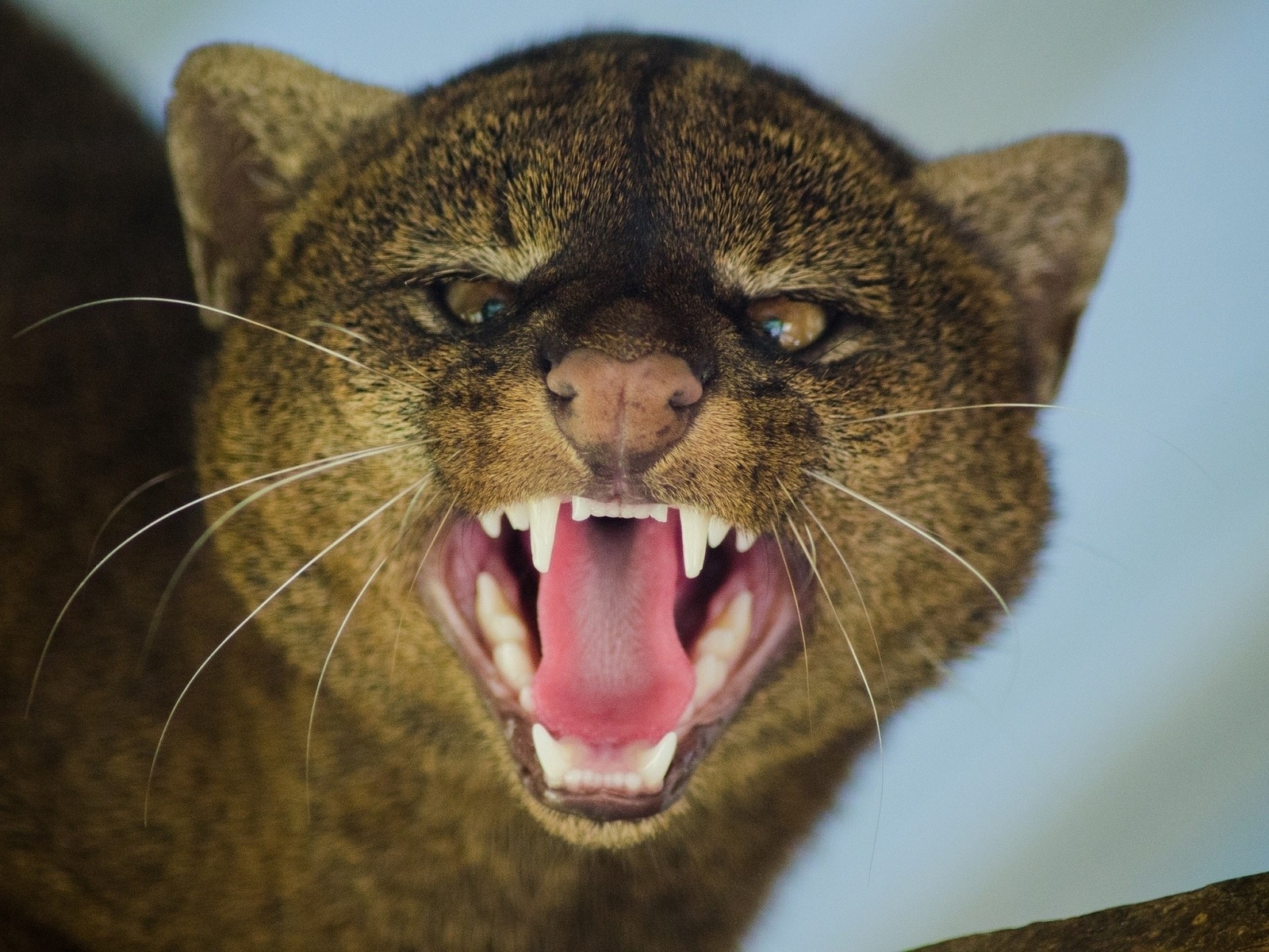 Wallpaper Jaguarundi Grin Aggression Muzzle