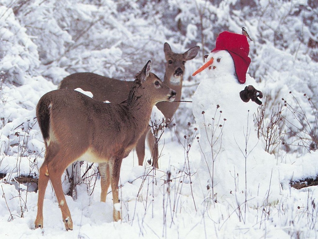Deer And Snowman W Paper Christmas Wallpaper