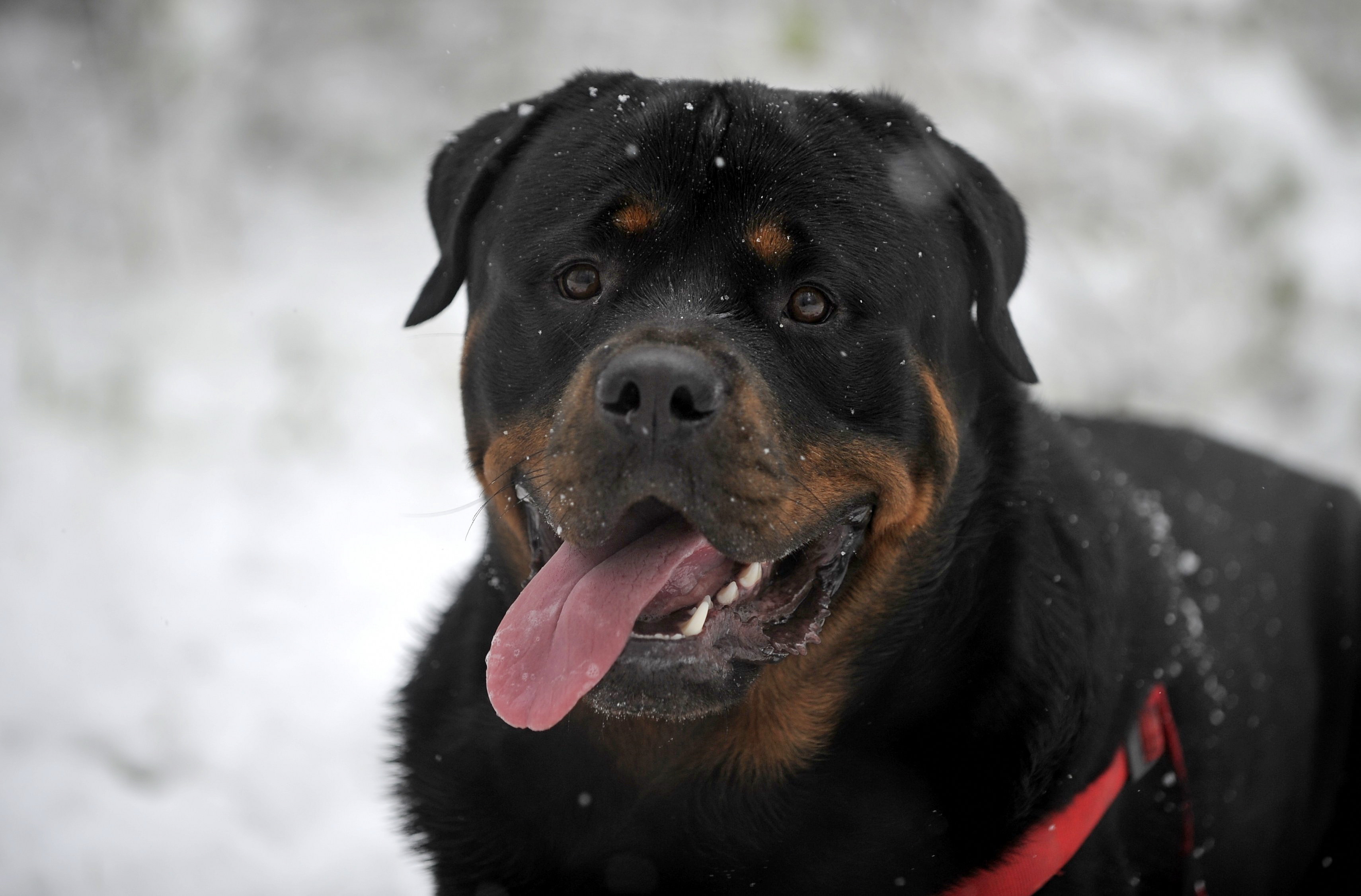 Rottweiler Wallpaper On