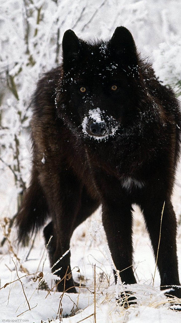 Black Wolf 720x1280 pixels Wallpapers tagged Wolfs
