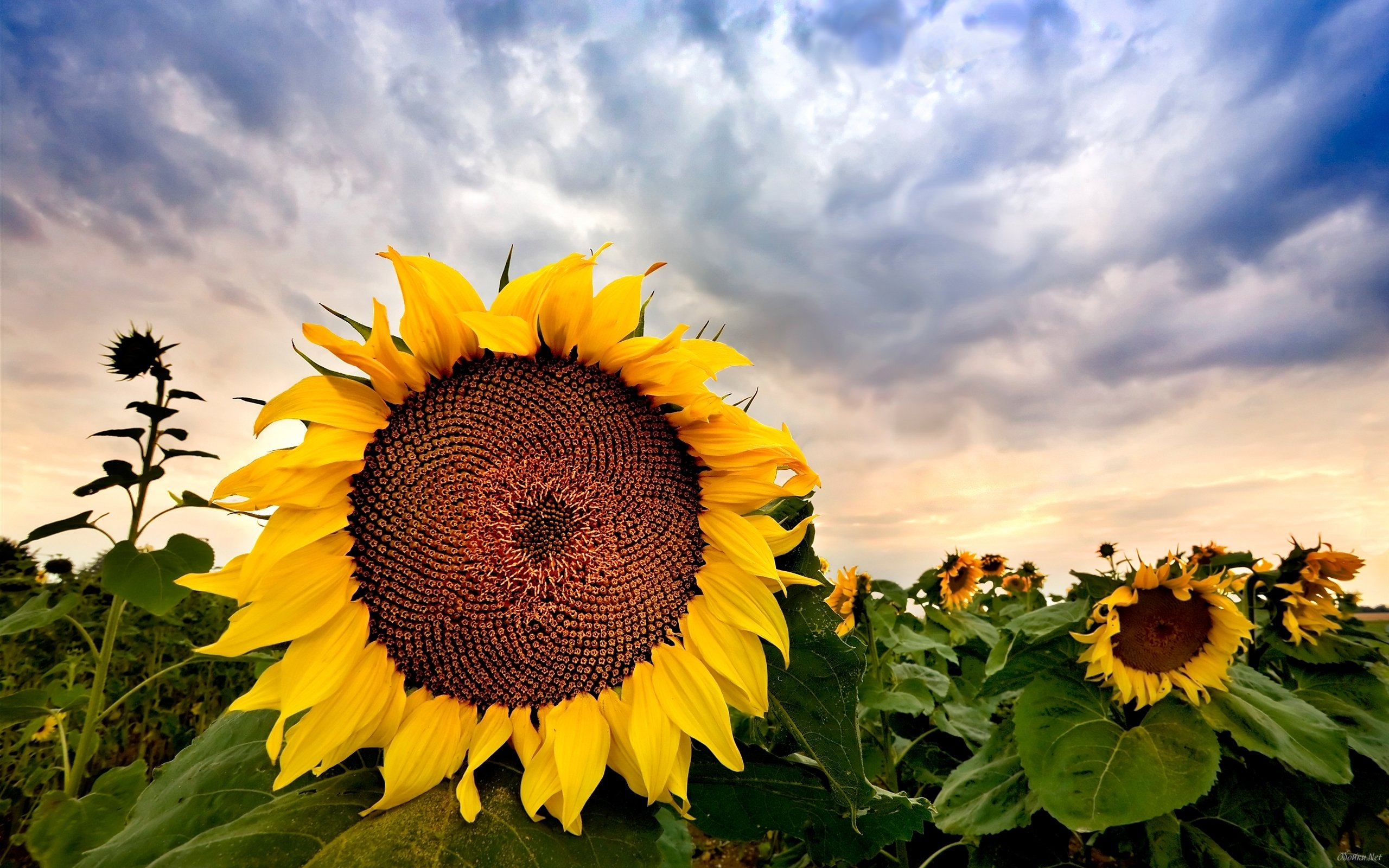 Field Of Sunflowers Wallpaper With Nature HD Desktop