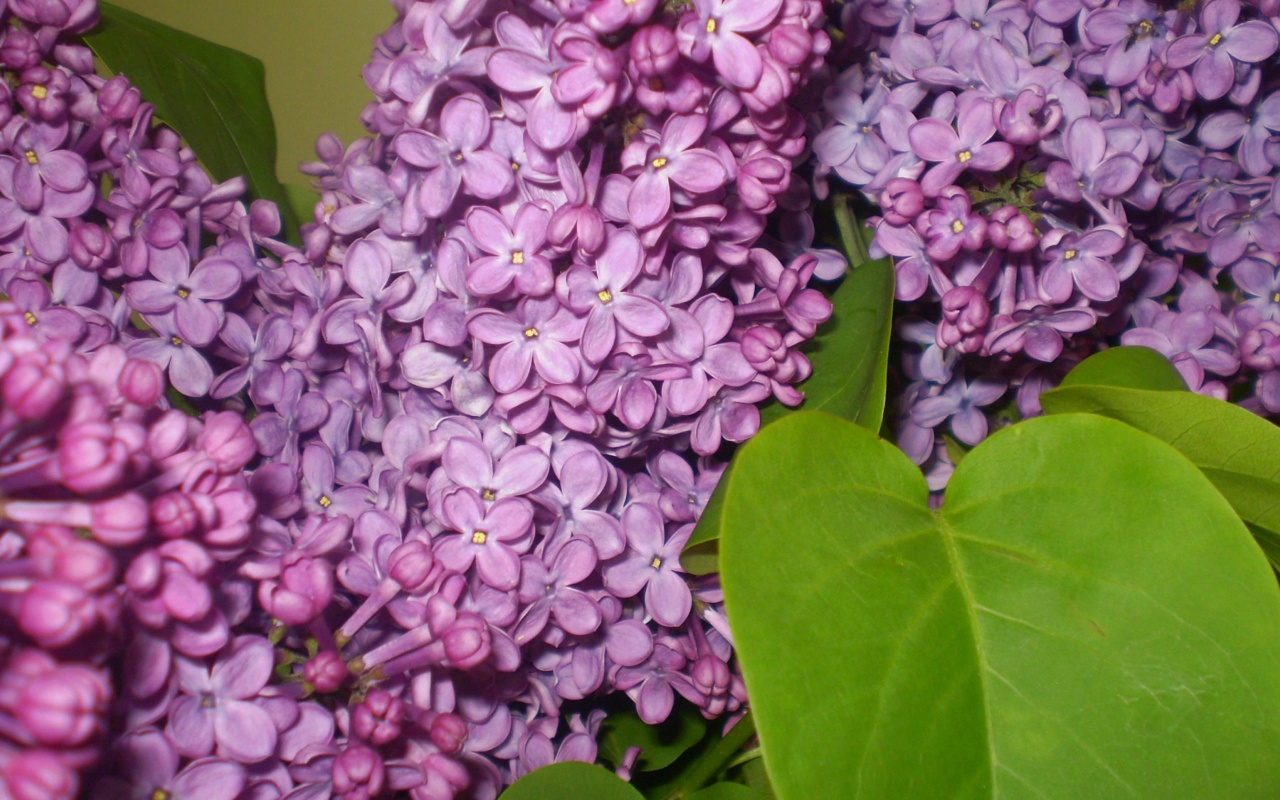 Pictures Syringa Fragrant purple lilac 1280x800 pixel Size 369092