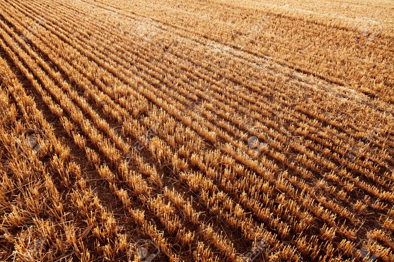 Newly Harvested Cereal Field Diminishing Perspective For